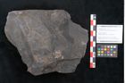 Foto (Objekt + Etikett) von Cupanites novae zeelandiae Ettingshausen (NHMW-GEO-2024-0188-10254)